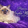 cat, blue_eyes, fluffy, purple_background, purple_blanket, text_overlay, sparkles, portrait, animal, pet, cute, feline, lying_down, soft_texture, cozy, indoor, closeup, whiskers, ears, nose