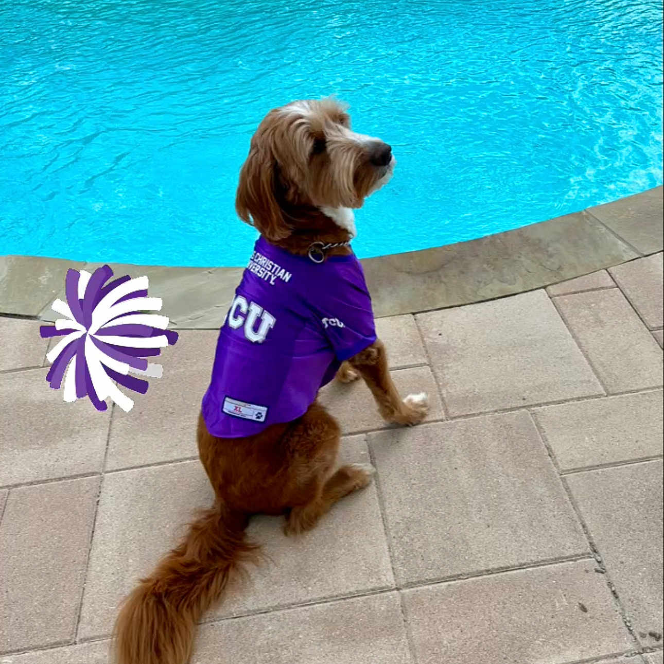 Bentley Blaze is registered to the contest to win money with this photo: dog, pool, water, purple_jersey, pet, outdoor, pavement, tail, fur, sitting, canine, sportswear, logo, collar, summer, sunlight, animal, cheer, fan, cheerleading