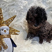 Bear joined the competition — help win amazing prizes! puppy, dog, fur, fluffy, white_background, ornament, penguin, golden_star, decoration, holiday, festive, cute, small, sitting, soft, indoors, cozy, winter, scarf, earmuffs