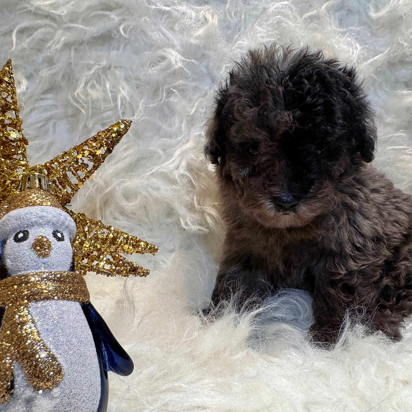 Bear joined the competition — help win amazing prizes! cozy, cute, decoration, dog, earmuffs, festive, fluffy, fur, golden_star, holiday, indoors, ornament, penguin, puppy, scarf, sitting, small, soft, white_background, winter