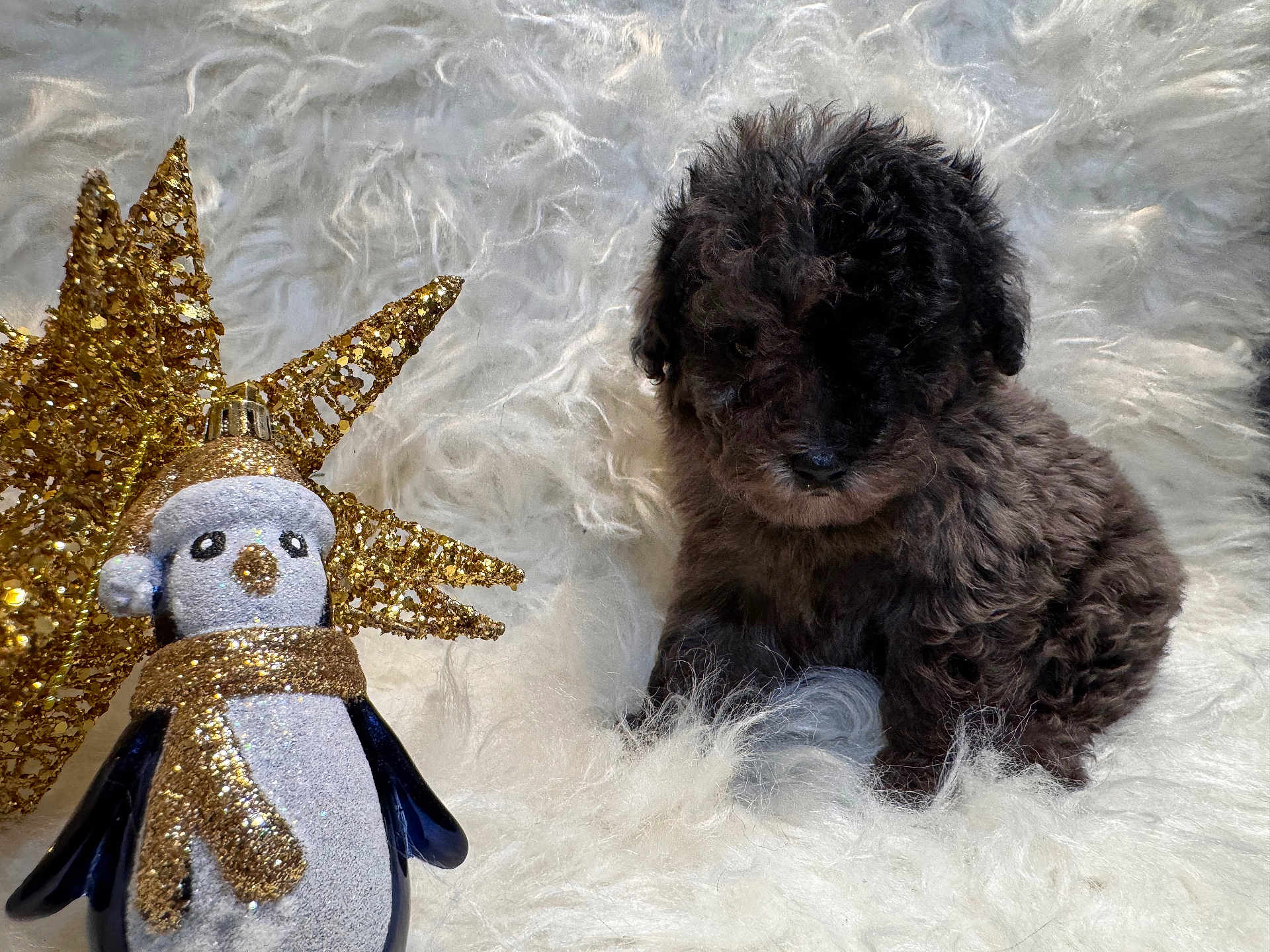 Bear joined the competition — help win amazing prizes! puppy, dog, fur, fluffy, white_background, ornament, penguin, golden_star, decoration, holiday, festive, cute, small, sitting, soft, indoors, cozy, winter, scarf, earmuffs