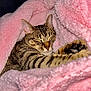 Gracie joined the competition — help win amazing prizes! cat, tabby, pet, animal, feline, cozy, blanket, pink, fluffy, sleepy, paw, fur, indoor, cute, relaxed, resting, comfort, warm, stretching, domestic