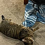 cat, tabby_cat, carpet, blanket, striped_blanket, furniture_leg, indoor, pet, animal, cute, lying_down, looking_up, cozy, relaxed, home, brown, beige, furry, whiskers, playful