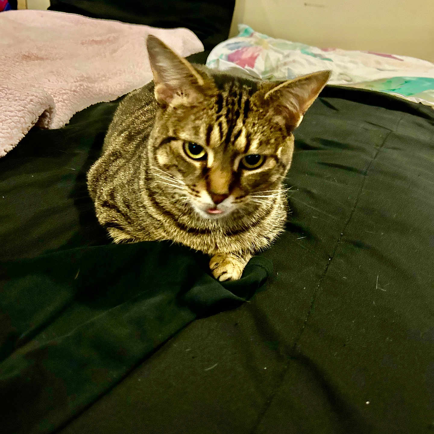 Gracie