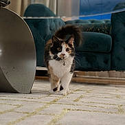 Snickers joined the competition — help win amazing prizes! animal, bell, calico_cat, cat, collar, couch, curious, cute, floor, fur, furniture, home, indoor, living_room, metal_furniture, pet, rug, teal_couch, walking, whiskers