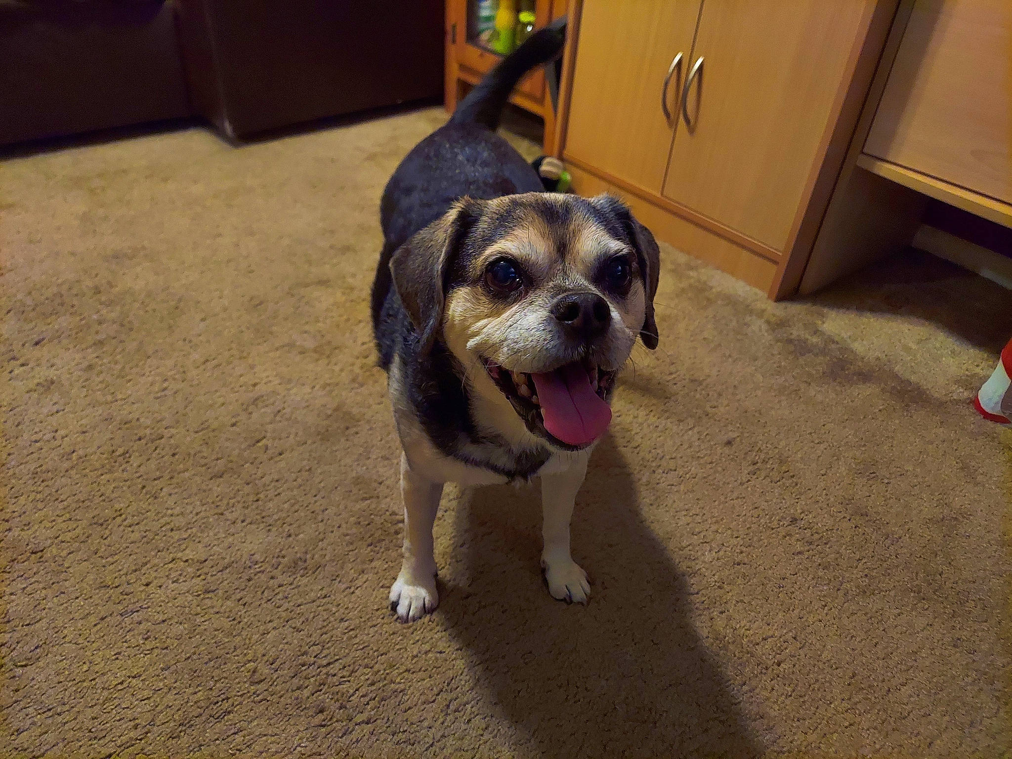 Jerry Lee joined the competition — help win amazing prizes! cabinetry, canidae, carnivore, collar, companion_dog, dog, dog_breed, dog_supply, door, drawer, fawn, floor, flooring, paw, pet_supply, refrigerator, road_surface, snout, sporting_group, working_animal