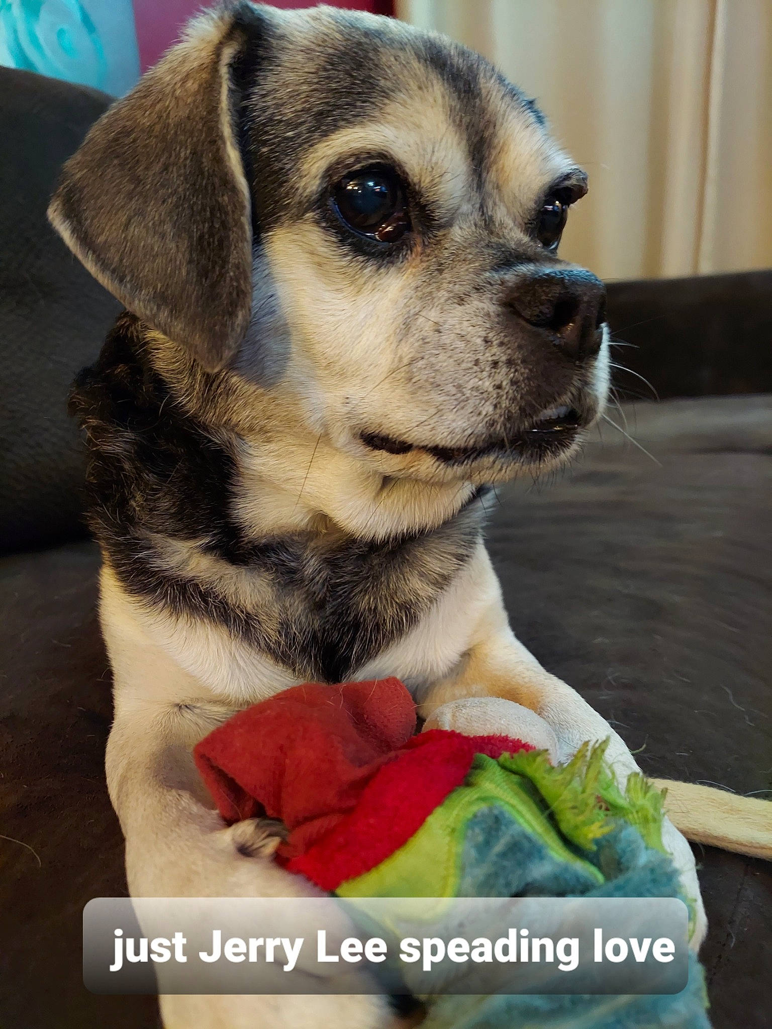 Jerry Lee joined the competition — help win amazing prizes! canidae, carnivore, collar, companion_dog, couch, dog, dog_breed, dog_clothes, dog_collar, dog_supply, fashion_accessory, fawn, fur, leash, pet_supply, snout, stuffed_toy, terrestrial_animal, toy, whiskers