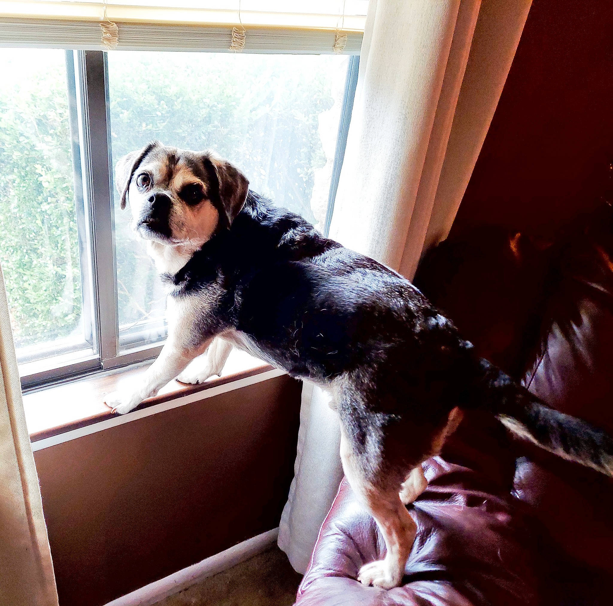 Jerry Lee joined the competition — help win amazing prizes! canidae, carnivore, companion_dog, coonhound, dog, dog_breed, puggle, puppy_love, snout, sporting_group, window