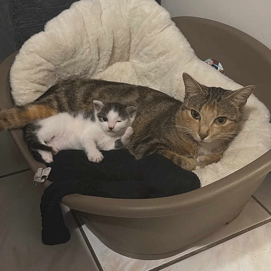 Chanel participe au concours pour gagner de l'argent avec cette photo : animal, cat, cozy, cushion, cute, domestic, feline, floor, fur, home, indoor, kitten, mother_and_baby, pet_bed, relaxing, resting, sleeping, tabby_cat, tile_floor, white_kitten