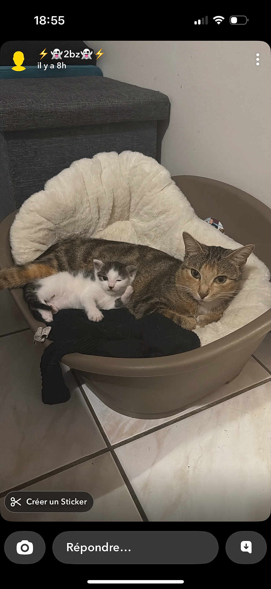 Chanel participe au concours pour gagner de l'argent avec cette photo : cat, kitten, pet_bed, cushion, indoor, floor, tile_floor, resting, feline, animal, mother_and_baby, tabby_cat, white_kitten, cozy, sleeping, cute, domestic, fur, relaxing, home