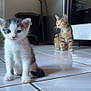 kitten, cat, tabby_cat, floor, tile_floor, kitchen, appliance, domestic_animal, pet, whiskers, fur, animal, indoor, young_cat, curious, sitting, floor_tile, household, mammal, cute