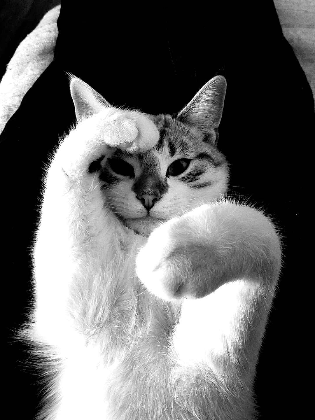 Timon participe au concours pour gagner de l'argent avec cette photo : asian, balinese, black_and_white, carnivore, cat, colorpoint_shorthair, ear, felidae, fur, javanese, mammal, monochrome, monochrome_photography, nose, photography, small_to_medium_sized_cats, snout, style, whiskers, white