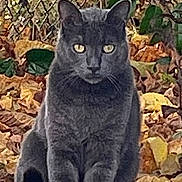 Mignon a rejoint le concours — aidez-le/la à gagner de superbes lots ! cat, gray_cat, autumn_leaves, tennis_ball, chain_link_fence, outdoor, animal, pet, nature, fall, leaf_litter, sitting, greenery, feline, wildlife, closeup, portrait, daylight, ground, eyes