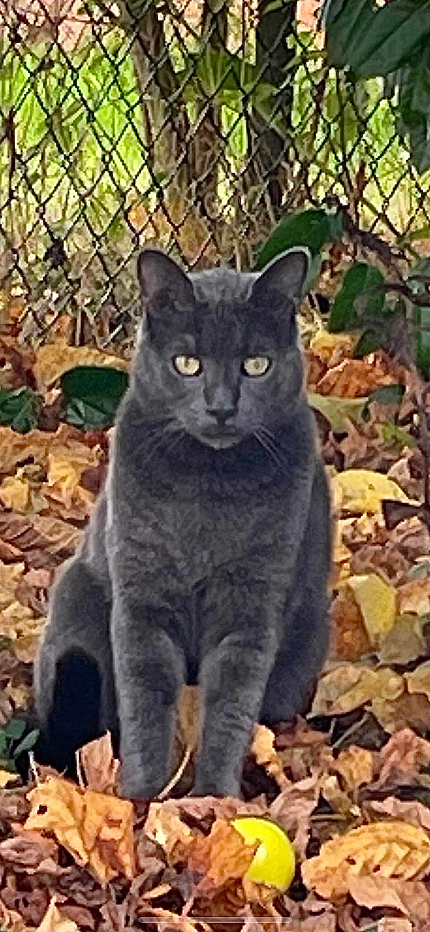 Mignon a rejoint le concours — aidez-le/la à gagner de superbes lots ! cat, gray_cat, autumn_leaves, tennis_ball, chain_link_fence, outdoor, animal, pet, nature, fall, leaf_litter, sitting, greenery, feline, wildlife, closeup, portrait, daylight, ground, eyes