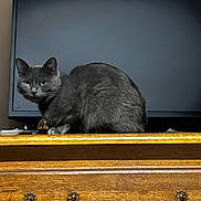 Bb a rejoint le concours — aidez-le/la à gagner de superbes lots ! cat, gray_cat, furniture, wood, dresser, television, indoor, pet, animal, curious, alert, sitting, ears, eyes, tail, domestic_cat, home, living_room, feline, mammal