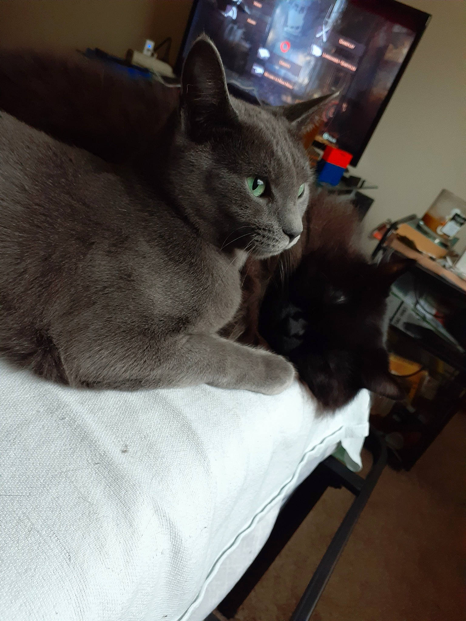 Smokey is registered to the contest to win money with this photo: asian, black_cat, burmese, carnivore, cat, chartreux, domestic_short_haired_cat, ear, felidae, havana_brown, kitten, korat, mammal, nebelung, russian_blue, small_to_medium_sized_cats, snout, tonkinese, whiskers