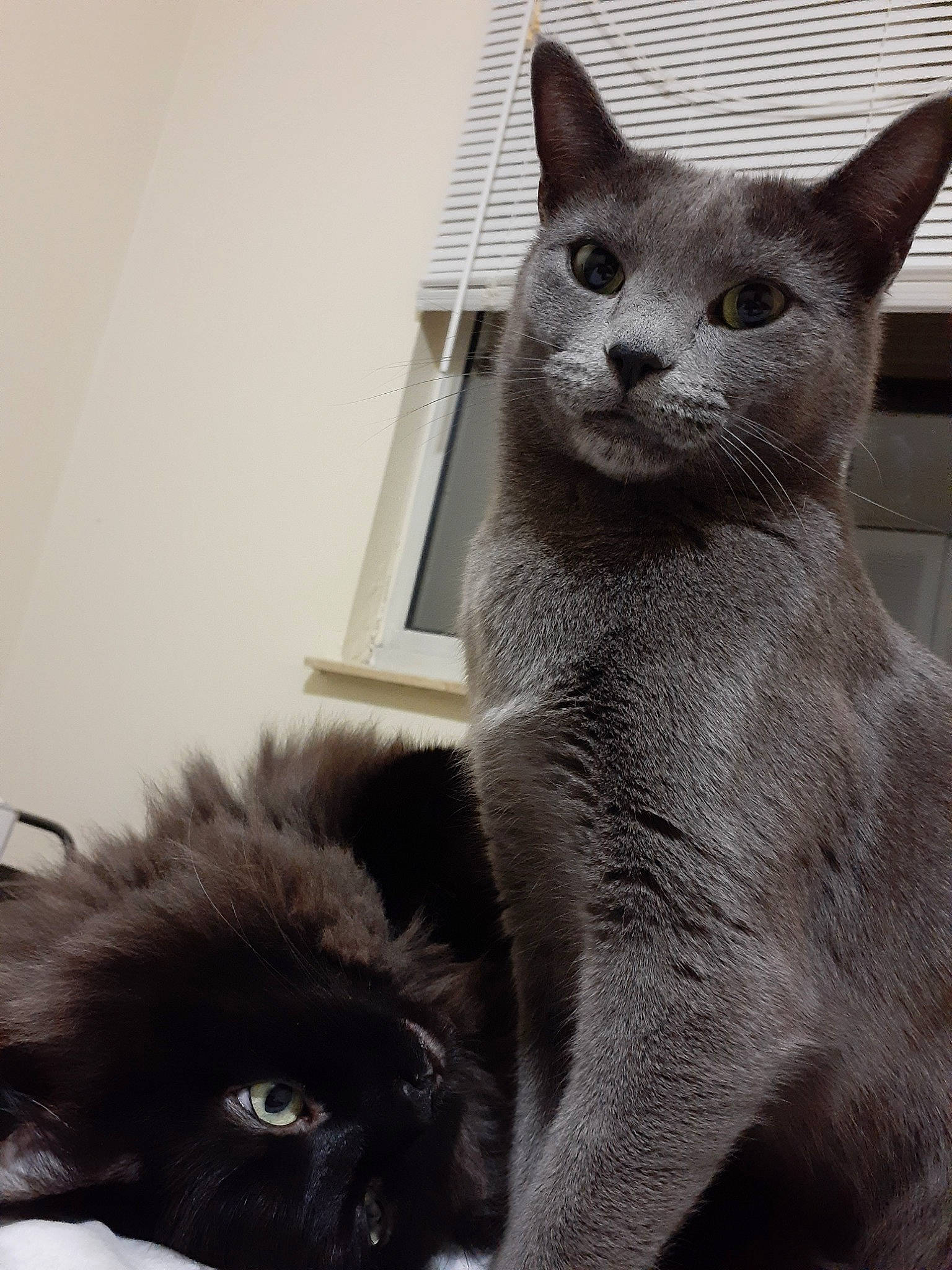 Smokey joined the competition — help win amazing prizes! asian, black_cat, british_shorthair, burmese, carnivore, cat, chartreux, domestic_short_haired_cat, felidae, fur, korat, mammal, nebelung, russian_blue, small_to_medium_sized_cats, snout, thai, tonkinese, vertebrate, whiskers