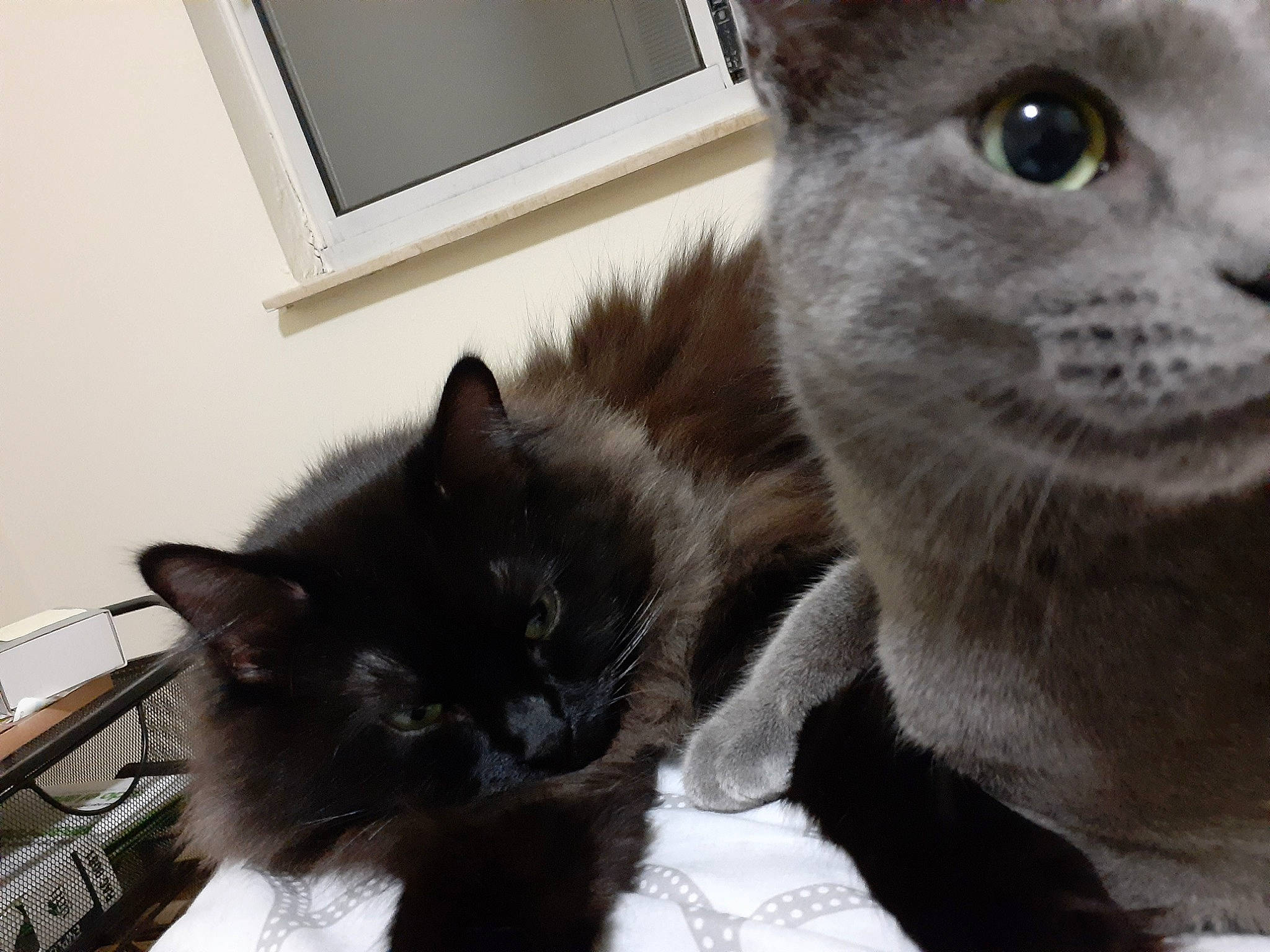 Smokey joined the competition — help win amazing prizes! asian, black_cat, british_semi_longhair, british_shorthair, burmese, carnivore, cat, chartreux, domestic_short_haired_cat, eye, felidae, kitten, korat, mammal, nebelung, russian_blue, small_to_medium_sized_cats, snout, vertebrate, whiskers