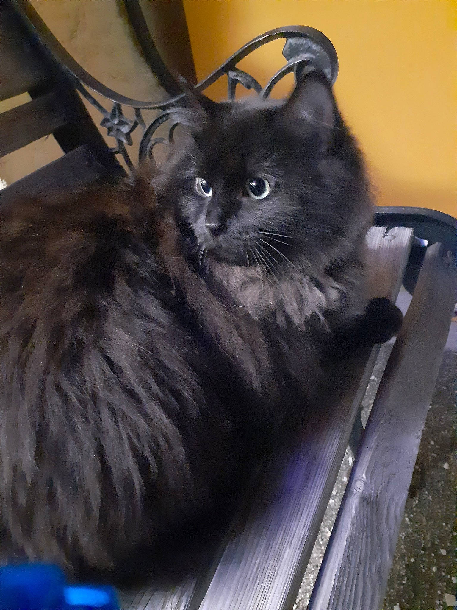 Shadow joined the competition — help win amazing prizes! asian, asian_semi_longhair, black_cat, british_semi_longhair, carnivore, cat, domestic_long_haired_cat, domestic_short_haired_cat, felidae, kitten, mammal, nebelung, norwegian_forest_cat, persian, ragamuffin, small_to_medium_sized_cats, vertebrate, whiskers