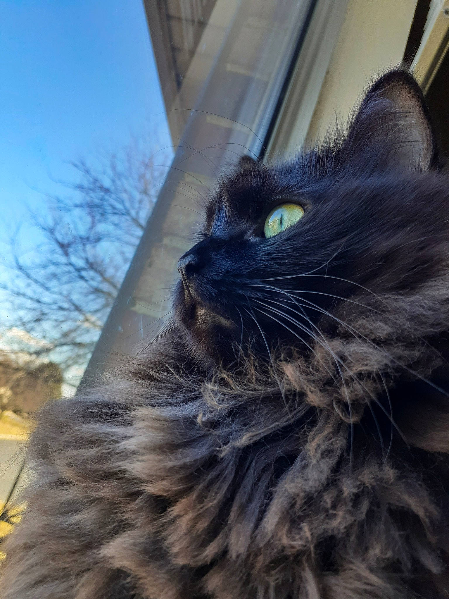 Shadow joined the competition — help win amazing prizes! black_cat, carnivore, cat, domestic_long_haired_cat, eye, felidae, fur, maine_coon, nebelung, norwegian_forest_cat, photography, small_to_medium_sized_cats, snout, whiskers