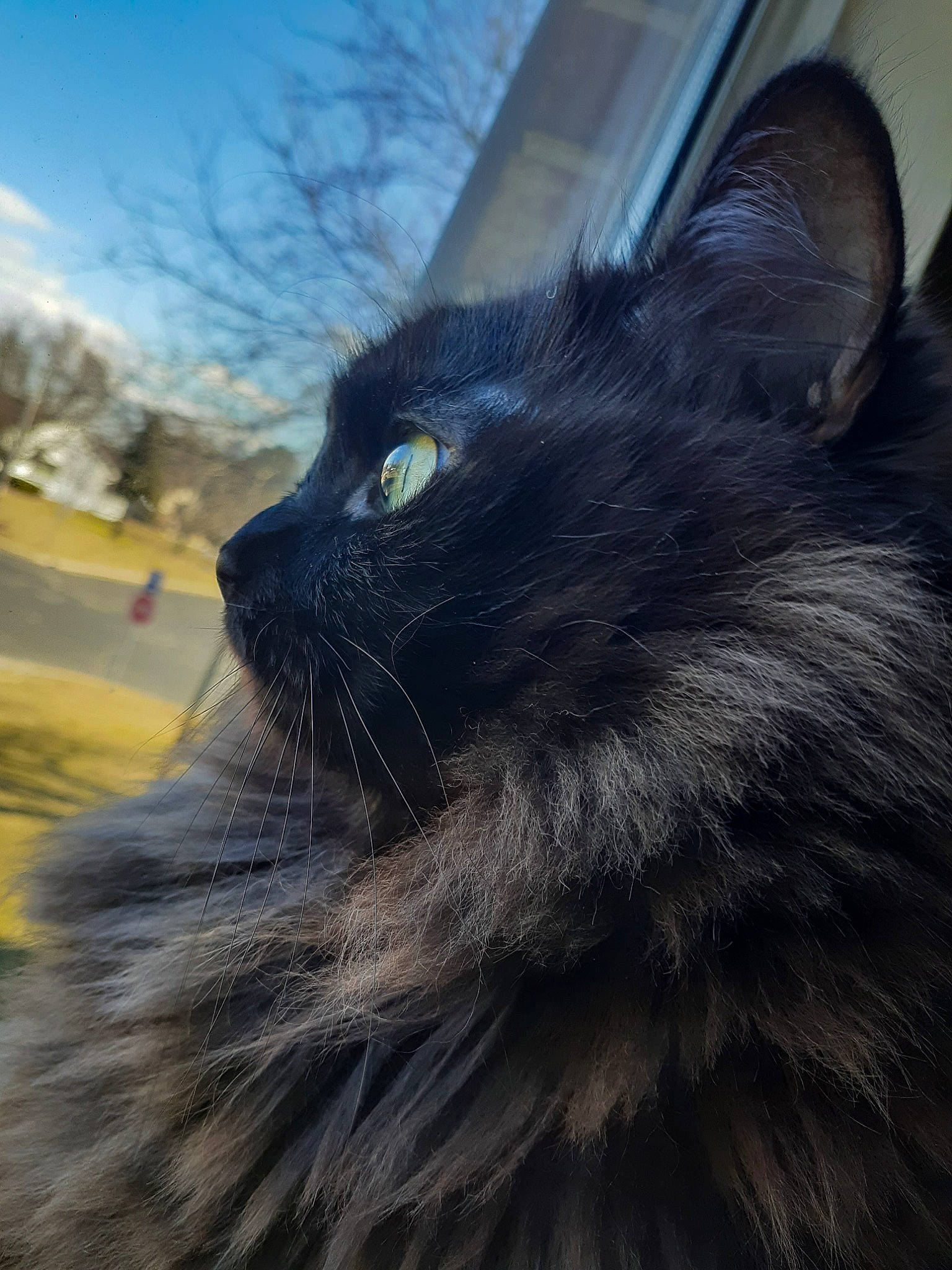 Shadow is registered to the contest to win money with this photo: asian_semi_longhair, black_cat, carnivore, cat, domestic_long_haired_cat, eye, felidae, fur, maine_coon, mammal, nebelung, norwegian_forest_cat, sky, small_to_medium_sized_cats, snout, whiskers