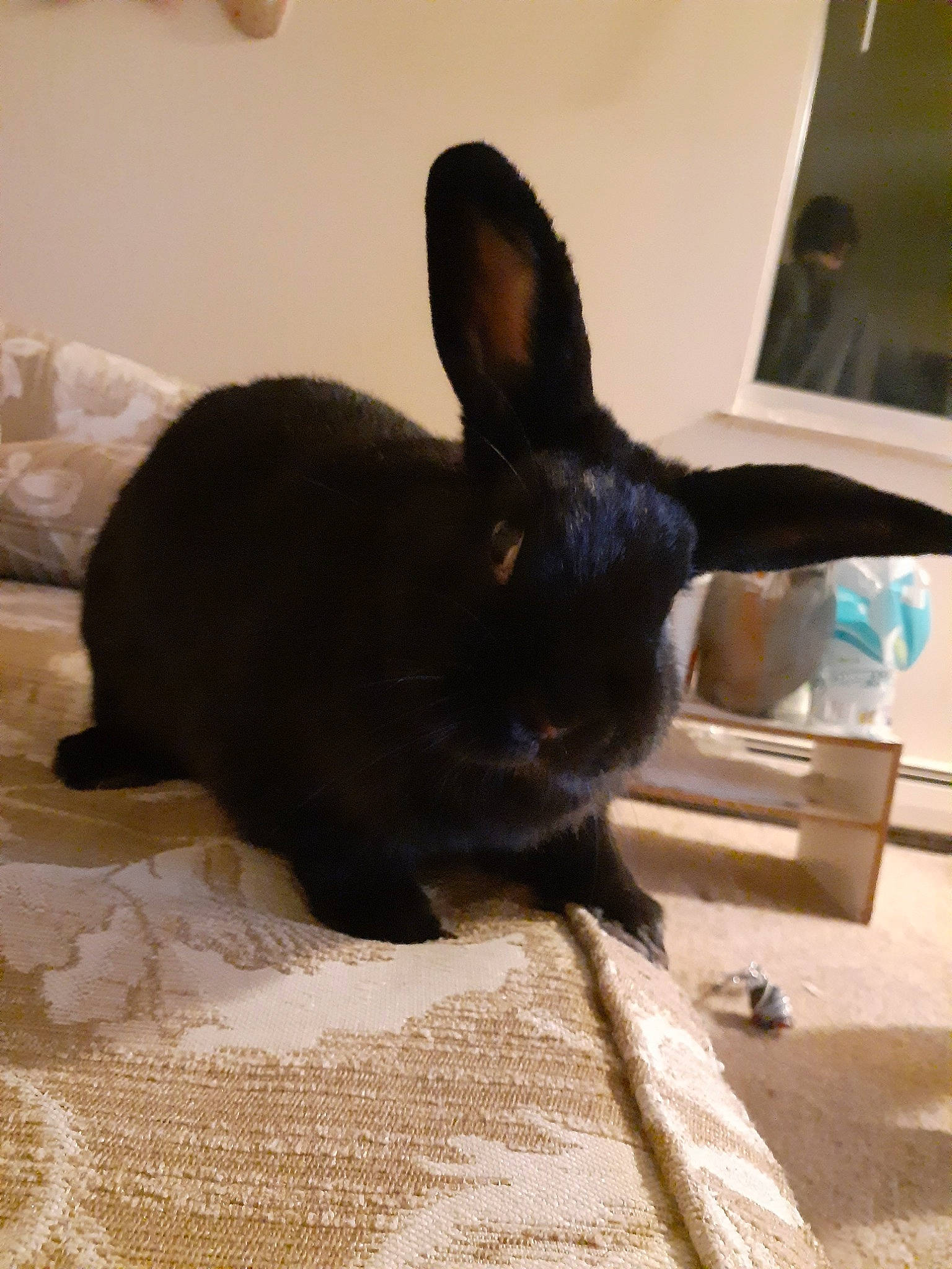 Shadow is registered to the contest to win money with this photo: black, domestic_rabbit, ear, fawn, hare, rabbit, rabbits_and_hares, skin, snout, whiskers