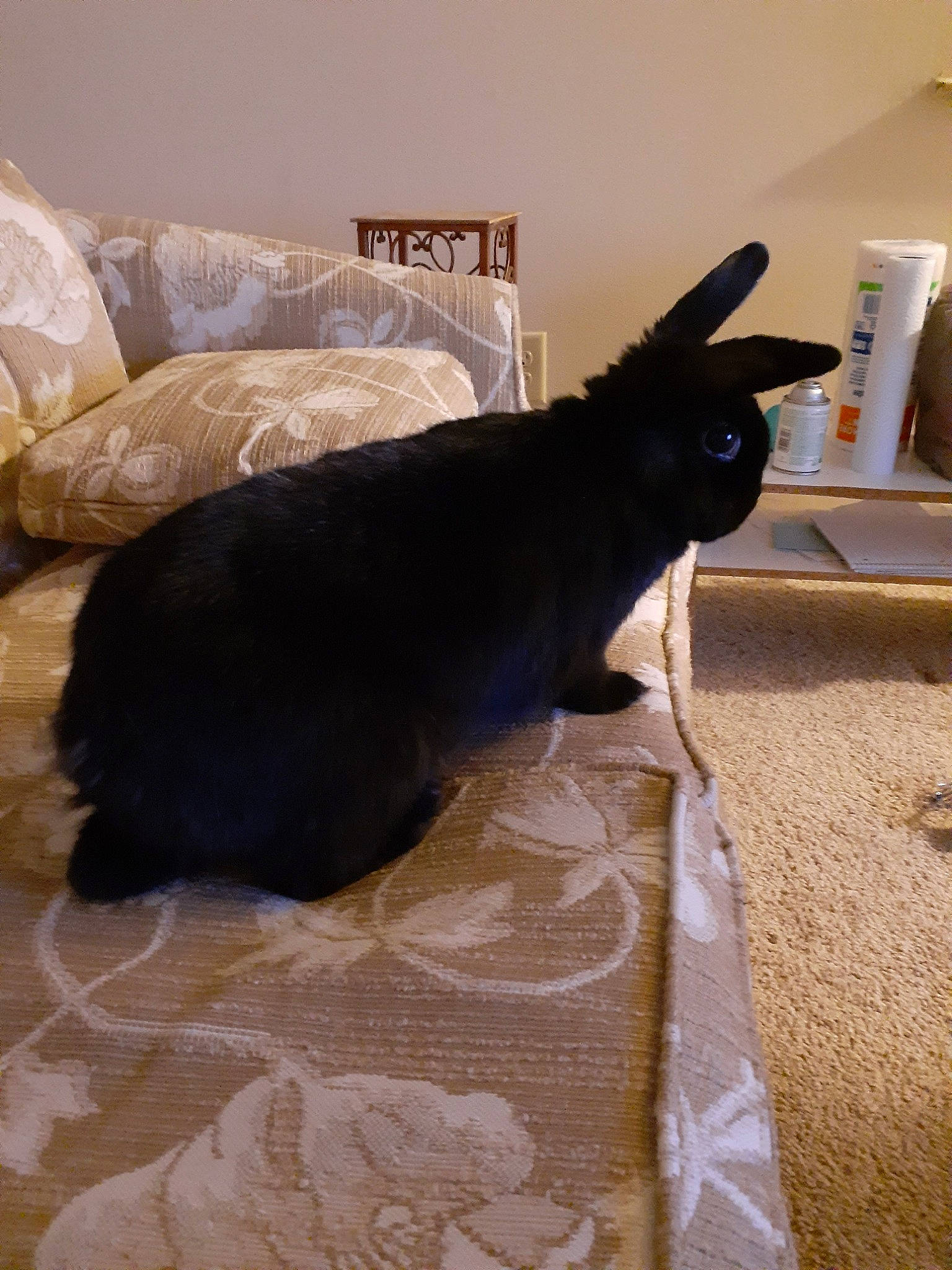 Shadow is registered to the contest to win money with this photo: black, black_cat, canidae, cat, couch, ear, felidae, floor, flooring, furniture, tail