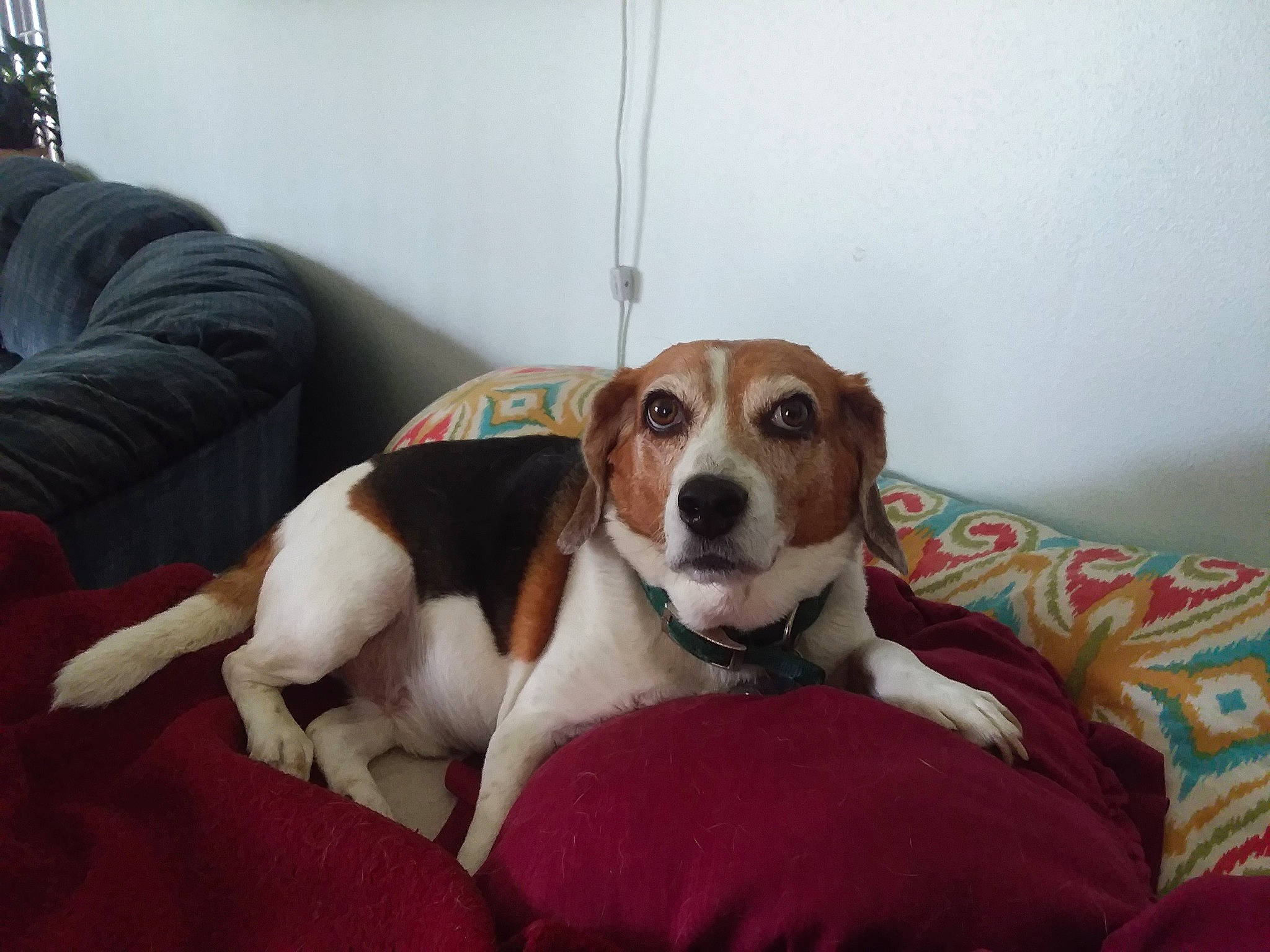 Sonny joined the competition — help win amazing prizes! american_foxhound, beagle, beagle_harrier, beaglier, canidae, carnivore, companion_dog, coonhound, dog, dog_breed, drever, english_foxhound, estonian_hound, finnish_hound, harrier, mammal, pocket_beagle, serbian_tricolour_hound, treeing_walker_coonhound, vertebrate