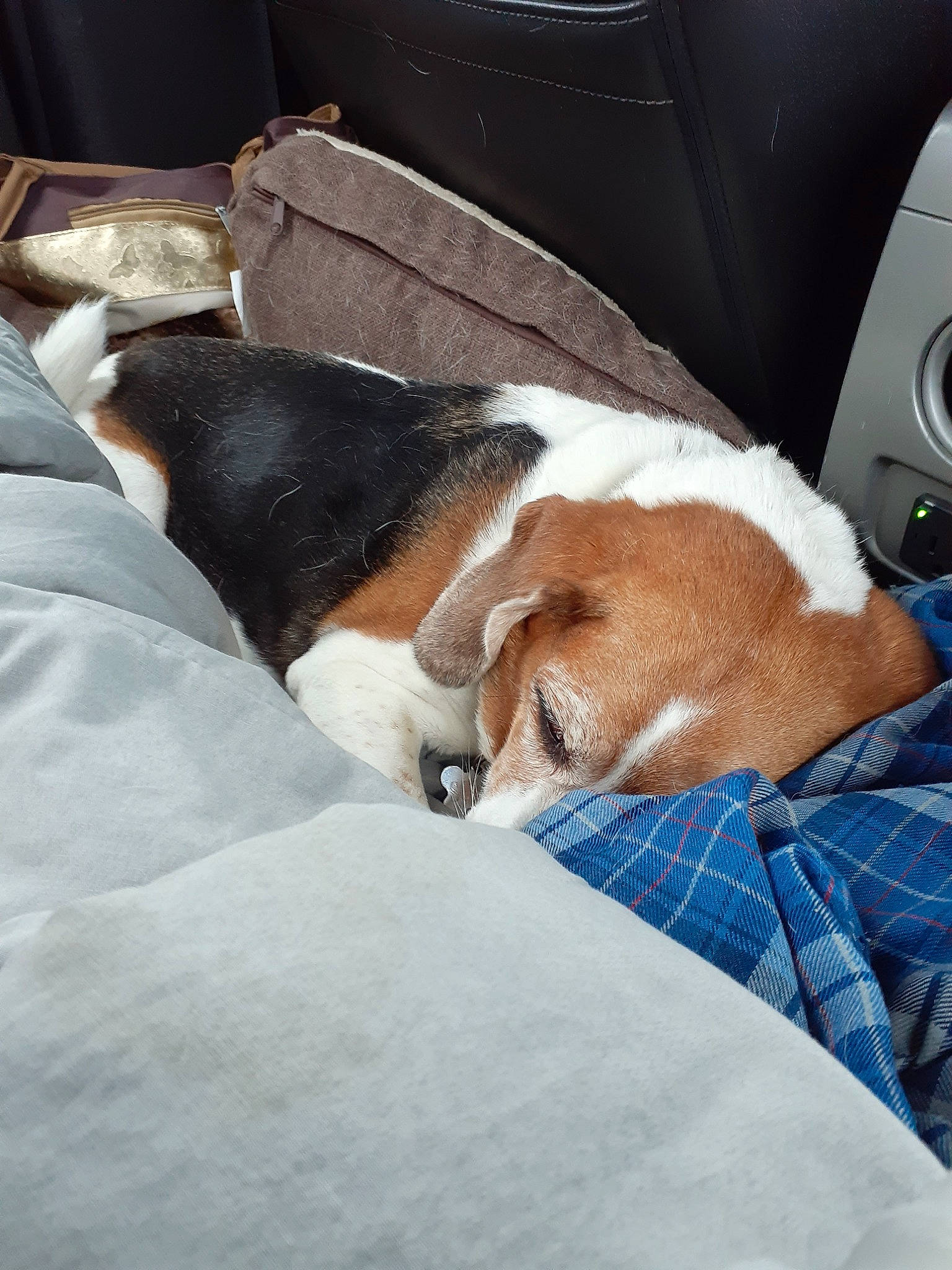 Sonny joined the competition — help win amazing prizes! american_foxhound, beagle, canidae, carnivore, comfort, danish_swedish_farmdog, dog, dog_breed, english_foxhound, finnish_hound, furniture, harrier, nap, nose, puppy, russell_terrier, sleep, smooth_fox_terrier, snout, treeing_walker_coonhound