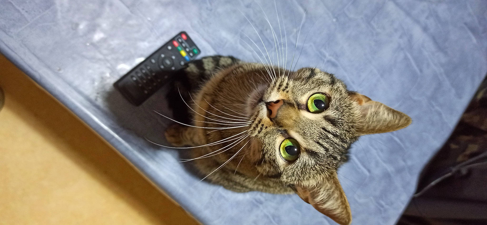 Réglisse a rejoint le concours — aidez-le/la à gagner de superbes lots ! carnivore, cat, domestic_short_haired_cat, ear, eye, felidae, fur, grass, plant, small_to_medium_sized_cats, snout, tree, whiskers, wildlife