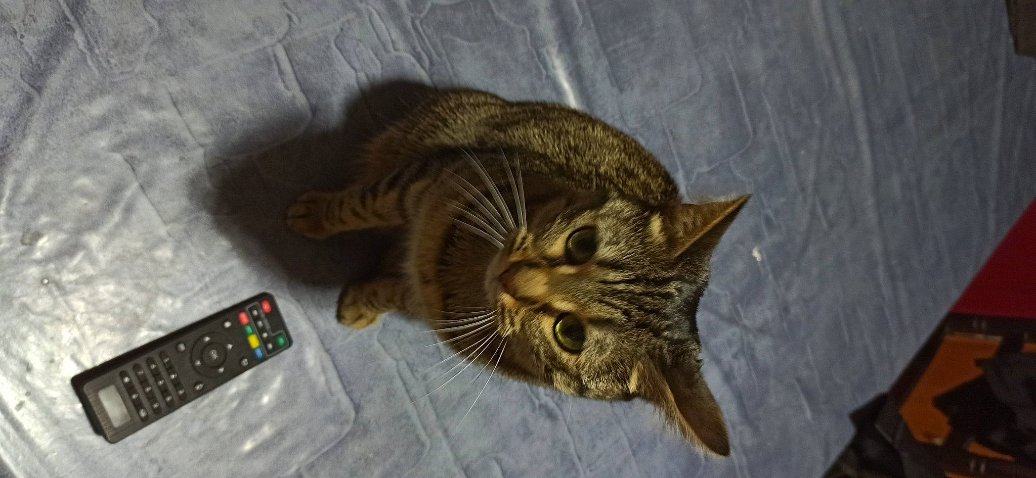 Réglisse participe au concours pour gagner de l'argent avec cette photo : calculator, carnivore, cat, claw, communication_device, domestic_short_haired_cat, fawn, felidae, fur, input_device, measuring_instrument, office_equipment, paw, remote_control, small_to_medium_sized_cats, snout, tail, telephone, terrestrial_animal, whiskers