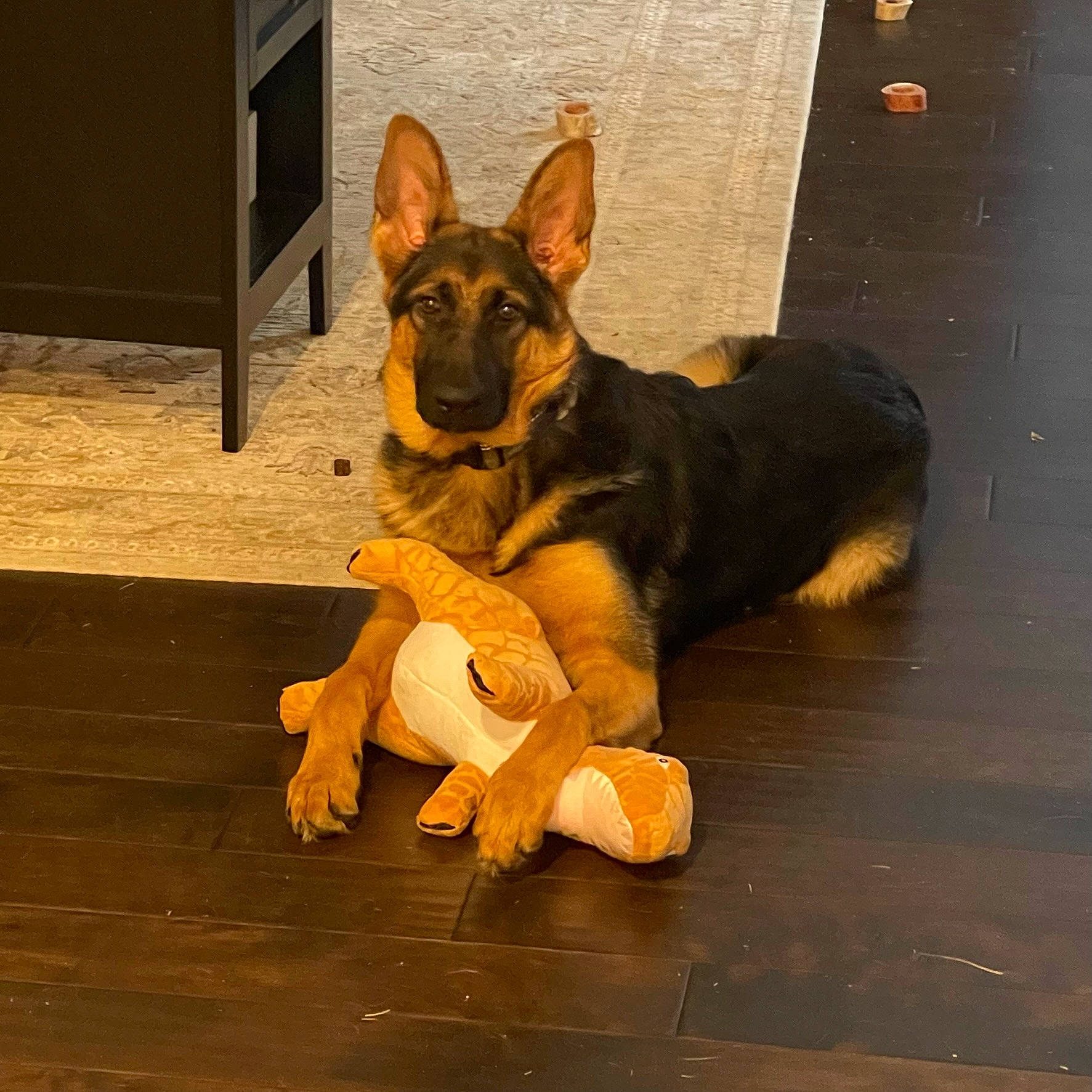 Ripley is registered to the contest to win money with this photo: ancient_dog_breeds, brown, canidae, carnivore, companion_dog, dog, dog_breed, ear, fawn, flooring, guard_dog, hardwood, non_sporting_group, paw, snout, sporting_group, terrestrial_animal, toy_dog, wood, working_dog