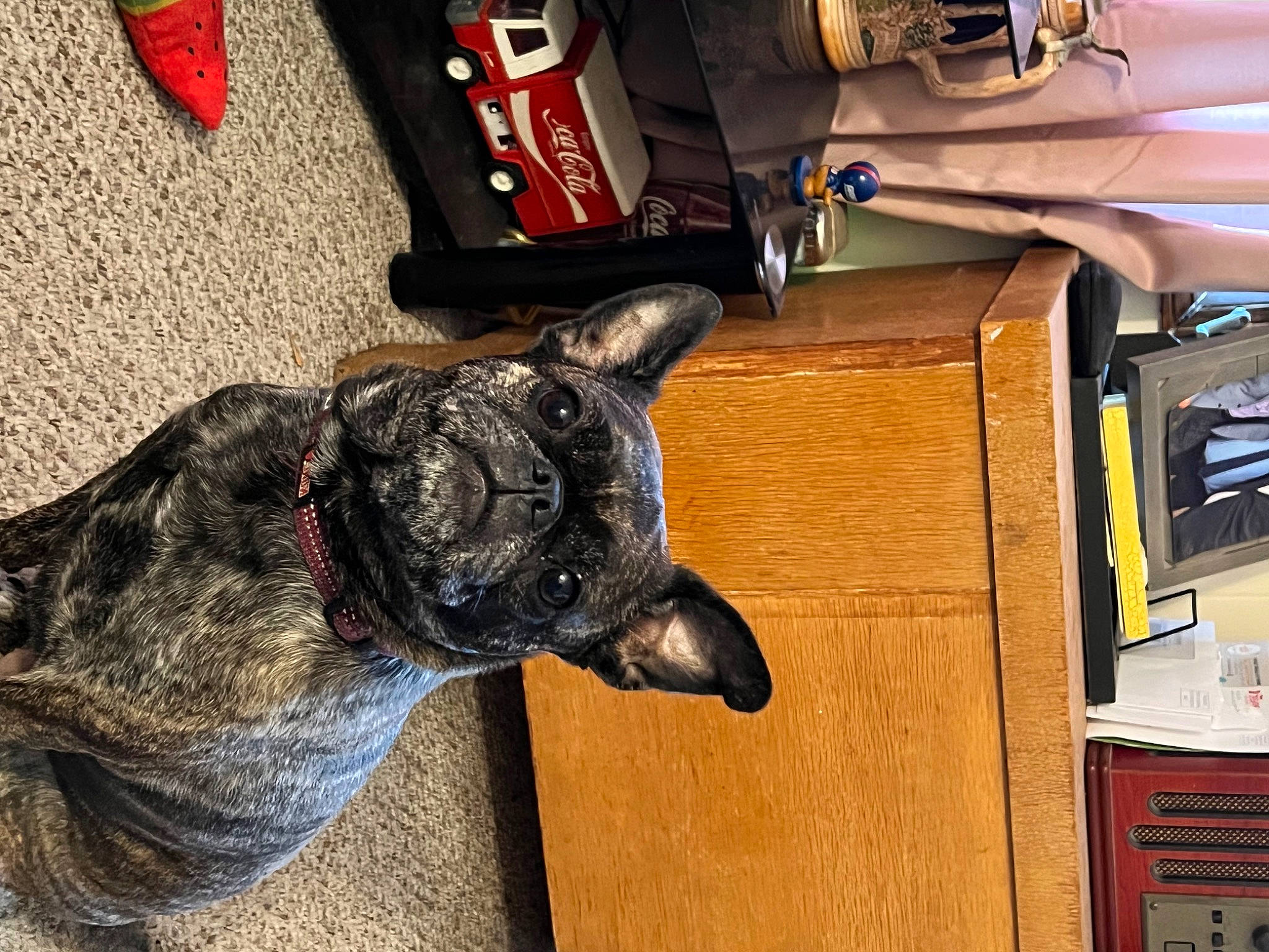 Ruthie joined the competition — help win amazing prizes! automotive_tire, bag, canidae, carmine, carnivore, collar, companion_dog, dog, dog_breed, dog_collar, fawn, felidae, fur, guard_dog, luggage_and_bags, non_sporting_group, snout, sporting_group, whiskers, working_animal