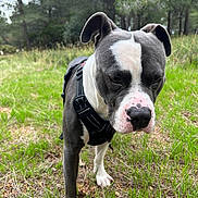 Tyger participe au concours pour gagner de l'argent avec cette photo : dog, canine, pet, animal, outdoor, forest, grass, nature, black_harness, white_paw, ears, snout, nose, fur, walking, greenery, trees, ground, muzzle, closeup