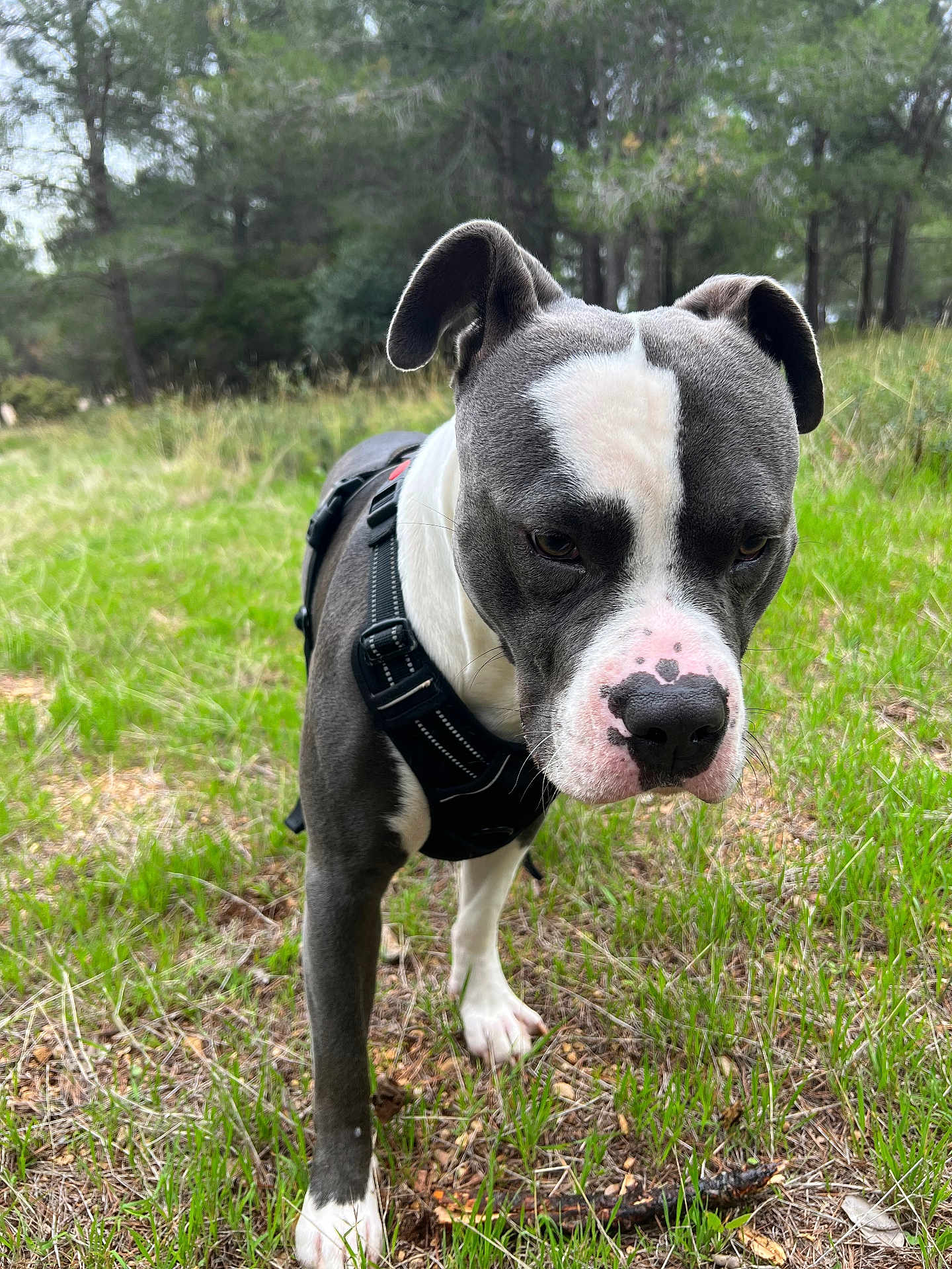 Tyger participe au concours pour gagner de l'argent avec cette photo : dog, canine, pet, animal, outdoor, forest, grass, nature, black_harness, white_paw, ears, snout, nose, fur, walking, greenery, trees, ground, muzzle, closeup