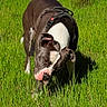 Tyger participe au concours pour gagner de l'argent avec cette photo : animal, brown, canine, closeup, daytime, dog, ears, field, fur, grass, green, harness, muzzle, nature, outdoor, pet, sniffing, sunlight, walking, white