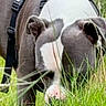 animal, canine, closeup, curious, dog, ears, field, grass, greenery, harness, muzzle, nature, outdoor, pet, side_view, sniffing, summer, walking, white_markings, wildflowers