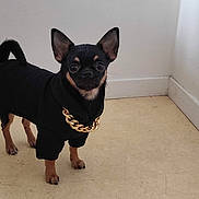 Vika participe au concours pour gagner de l'argent avec cette photo : dog, small_dog, chihuahua, black_coat, gold_chain, pet, indoor, floor, wall, animal, standing, looking_at_camera, ears_up, short_hair, cute, domestic_animal, companion, fashion, accessory, portrait