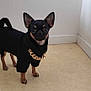 dog, small_dog, chihuahua, black_coat, gold_chain, pet, indoor, floor, wall, animal, standing, looking_at_camera, ears_up, short_hair, cute, domestic_animal, companion, fashion, accessory, portrait