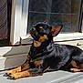 Vika participe au concours pour gagner de l'argent avec cette photo : dog, small_dog, black_dog, tan_dog, sunlight, doorstep, glass_door, curtains, relaxed, pet, outdoor, resting, shiny_coat, ears_up, shadow, window, home, sunbathing, daylight, animal