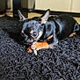 animal, black_rug, carpet, chewing, chihuahua, cute, dog, domestic, ears, floor, fur, home, indoor, paws, pet, puppy, relaxed, small_dog, snout, treat