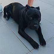 Teach a rejoint le concours — aidez-le/la à gagner de superbes lots ! dog, black_dog, pet, animal, floor, tile, pavement, laying_down, looking, ears, nose, paws, human_leg, shoe, white_shoe, outdoor, daylight, close_up, resting, curious