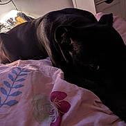 Teach participe au concours pour gagner de l'argent avec cette photo : animal, bed, black_dog, blanket, cat, comfort, cozy, cushion, dog, domestic, feline, floral_pattern, fur, home, indoor, pet, relaxing, resting, sleepy, soft_light