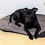 Teach participe au concours pour gagner de l'argent avec cette photo : animal, black_dog, calm, canine, companion, cozy, dog, ears, floor, fur, house_pet, indoors, looking, lying_down, paw, pet_bed, quiet, resting, tail, wall