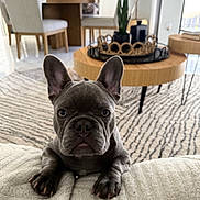 Teddy joined the competition — help win amazing prizes! area_rug, big_ears, close_up, coffee_table, cushion, cute, dog, french_bulldog, gray_coat, houseplant, indoor, living_room, modern_decor, natural_light, paws, pet, portrait, puppy, wooden_furniture, wrinkled_face