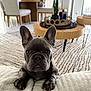 area_rug, big_ears, close_up, coffee_table, cushion, cute, dog, french_bulldog, gray_coat, houseplant, indoor, living_room, modern_decor, natural_light, paws, pet, portrait, puppy, wooden_furniture, wrinkled_face