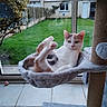 Aribo participe au concours pour gagner de l'argent avec cette photo : animal, cat, cat_tree, cozy, feline, fluffy, garden, glass_door, greenery, hammock, home, indoor, legs_up, looking_at_camera, pet, plant, playful, relaxed, tile_floor, window