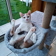 Aribo participe au concours pour gagner de l'argent avec cette photo : animal, cat, cat_tree, cozy, curious, cute, feline, fur, glass_door, green_grass, hammock, home, indoor, paws, pet, relaxed, resting, tile_floor, white_chair, window