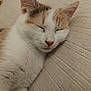 cat, sleeping, relaxed, feline, pet, closeup, fur, whiskers, ears, pink_nose, indoor, cozy, resting, cute, animal, domestic, soft, nap, comfort, texture