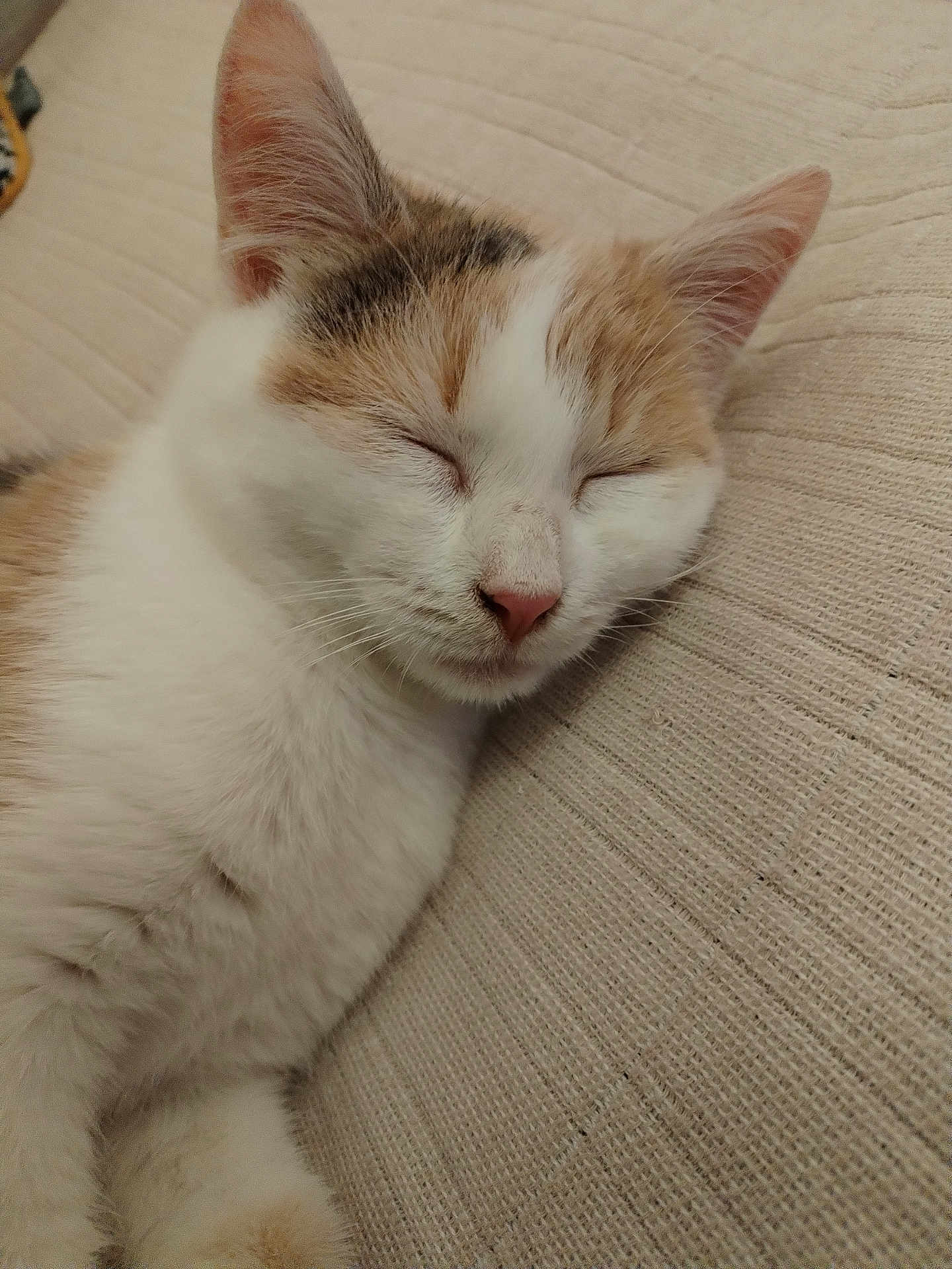 Aribo a rejoint le concours — aidez-le/la à gagner de superbes lots ! cat, sleeping, relaxed, feline, pet, closeup, fur, whiskers, ears, pink_nose, indoor, cozy, resting, cute, animal, domestic, soft, nap, comfort, texture